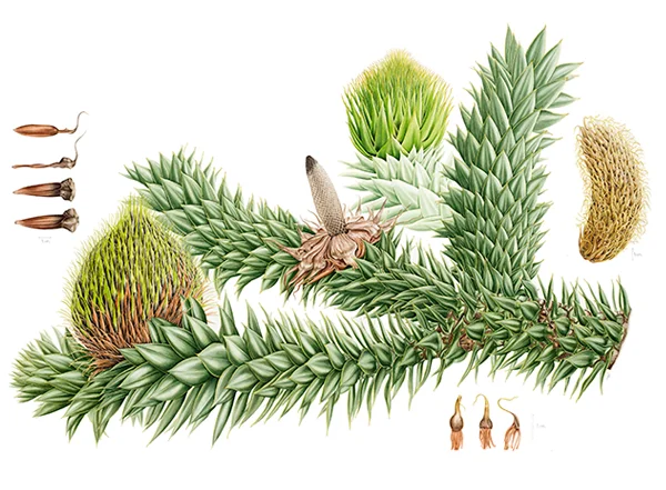 Araucaria araucanaSuluboya, 202642 x 30 cm (17″ x 12″)©Kraliyet Edinburgh Botanik Bahçesi