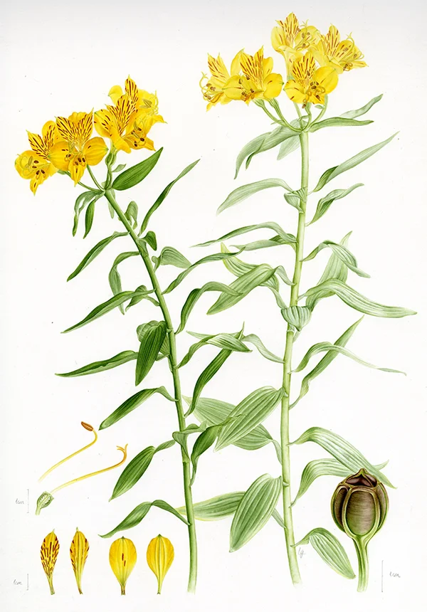 Alstromeria aureaSuluboya, 202642 x 30 cm (17″ x 12″)©Kraliyet Edinburgh Botanik Bahçesi