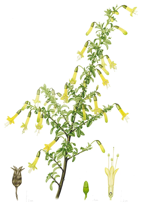 Vestia foetidaSuluboya, 202642 x 30 cm (17″ x 12″)©Kraliyet Edinburgh Botanik Bahçesi