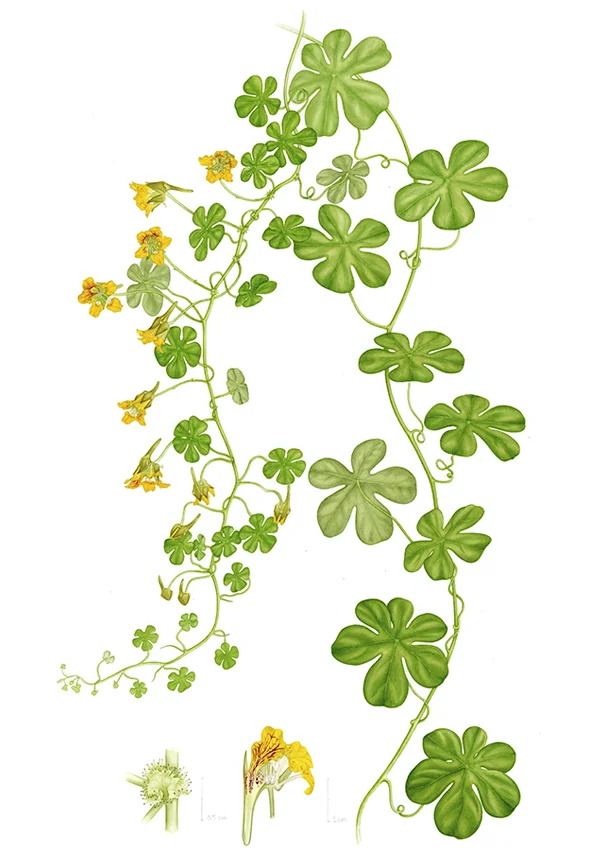 Tropaeolum ciliatumSuluboya, 202642 x 30 cm (17″ x 12″)©Kraliyet Edinburgh Botanik Bahçesi