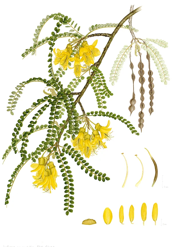 Sophora cassioidesSuluboya, 202642 x 30 cm (17″ x 12″)©Kraliyet Edinburgh Botanik Bahçesi