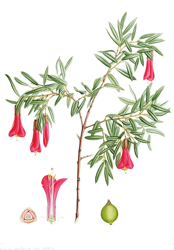 Philesia magellanicaSuluboya, 202642 x 30 cm (17″ x 12″)©Kraliyet Edinburgh Botanik Bahçesi