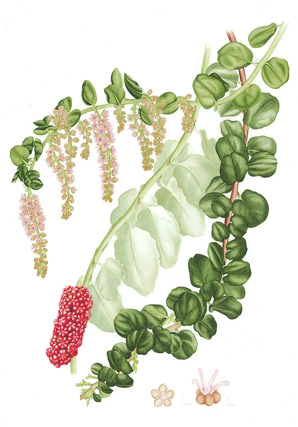 Ercilla volubilisSuluboya, 202642 x 30 cm (17″ x 12″)©Kraliyet Edinburgh Botanik Bahçesi