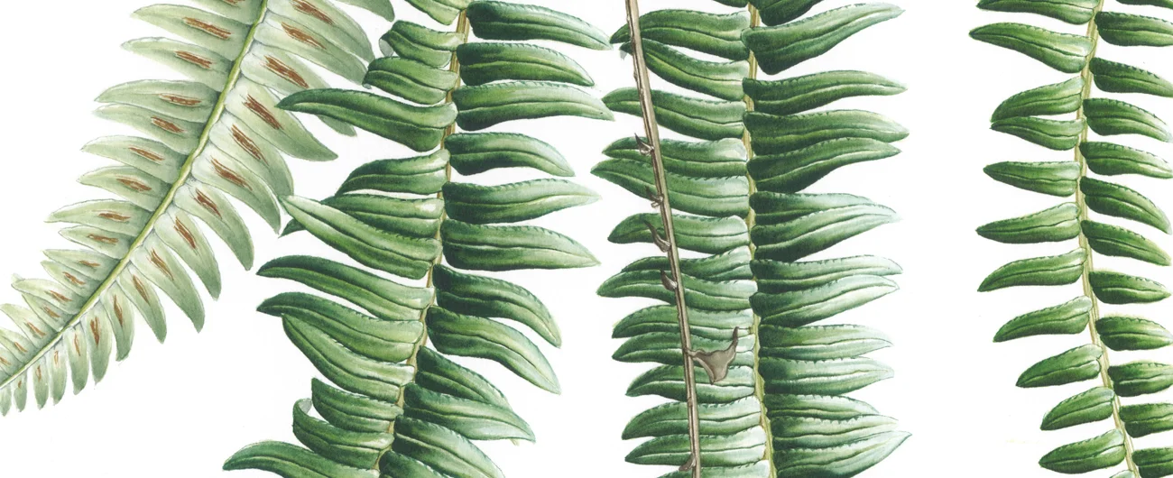 Blechnum arcuatumSuluboya, 2026
42 x 30 cm (17″ x 12″)
©Kraliyet Edinburgh Botanik Bahçesi