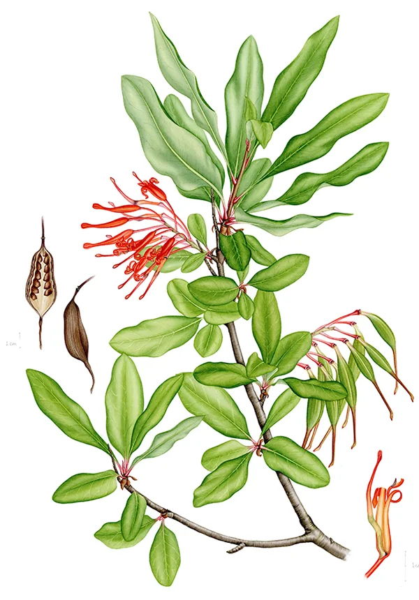 Embothrium coccineumSuluboya, 202642 x 30 cm (17″ x 12″)©Kraliyet Edinburgh Botanik Bahçesi