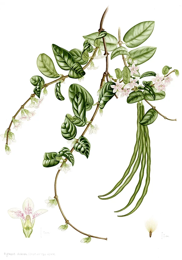 Elytropus chilensisSuluboya, 202642 x 30 cm (17″ x 12″)©Kraliyet Edinburgh Botanik Bahçesi
