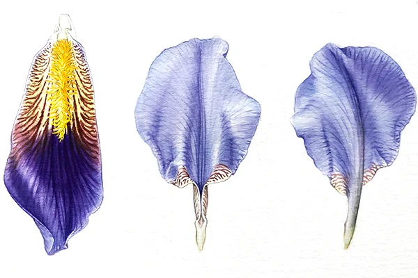 Transilvanya Florilegium