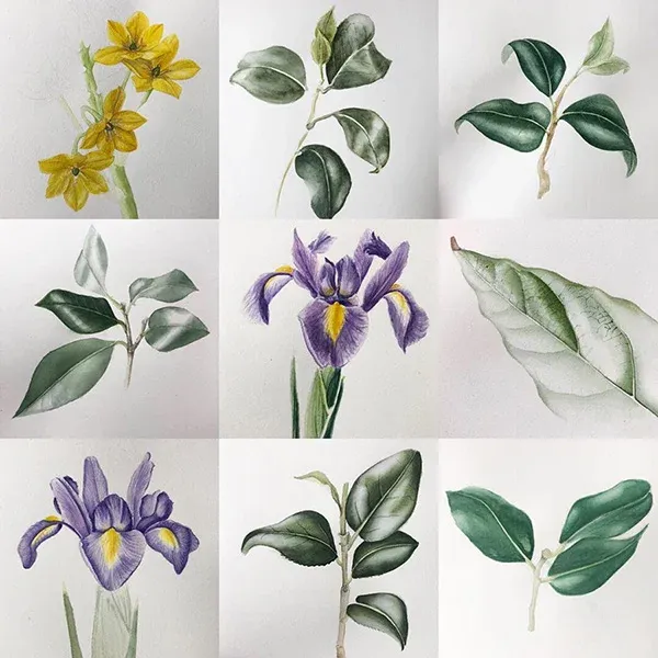 Transilvanya Florilegium