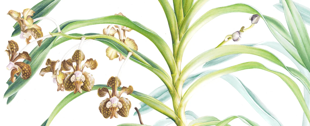 Vanda brunneaSuluboya, 2026
66 x 46 cm (26″ x 18″)
© Işık Güner