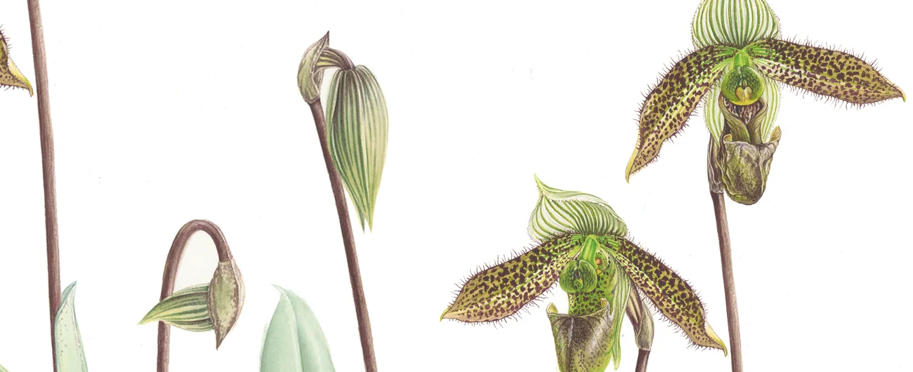 Paphiopedilum wardiiSuluboya, 2026
41 x 34 cm (16″ x 13″)
© Işık Güner