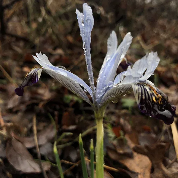 KAYANAVRUZU - IRIS AUCHERI