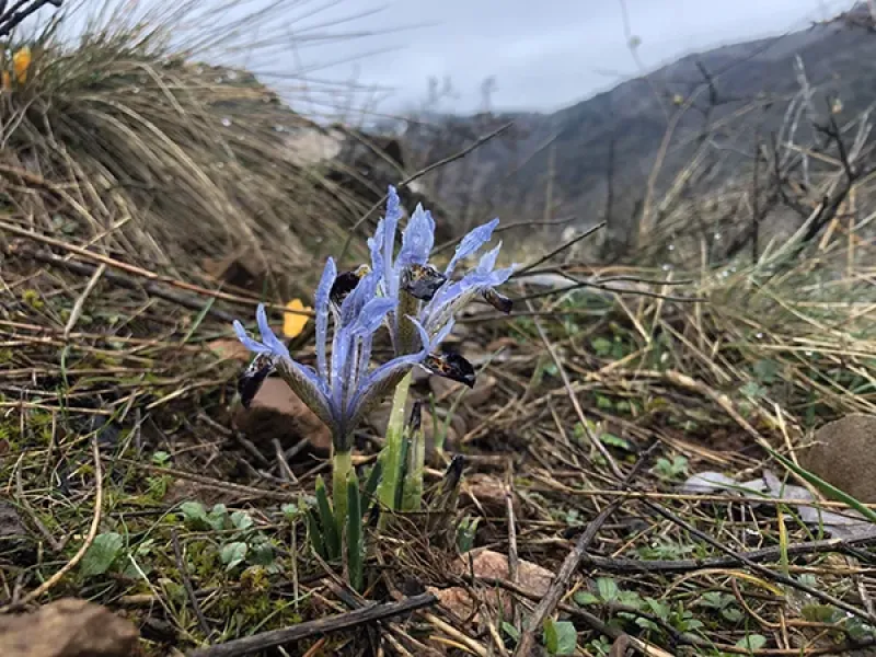 KAYANAVRUZU - IRIS AUCHERI