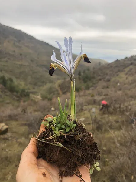 KAYANAVRUZU - IRIS AUCHERI