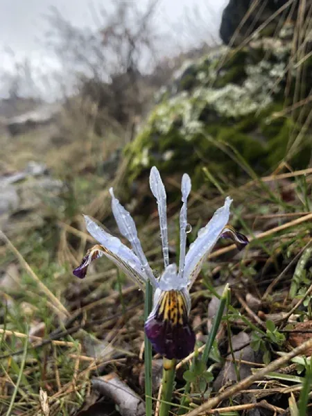 KAYANAVRUZU - IRIS AUCHERI