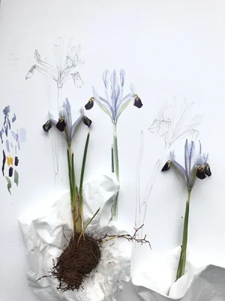 KAYANAVRUZU - IRIS AUCHERI