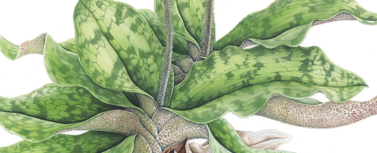Paphiopedilum maliopense var. jackiiSuluboya, 2026
41 x 34 cm (16″ x 13″)
© Işık Güner