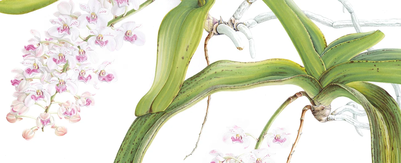 Rhynshostylis giganteaSuluboya, 2026
84 x 60 cm (33″ x 24″)
© Işık Güner