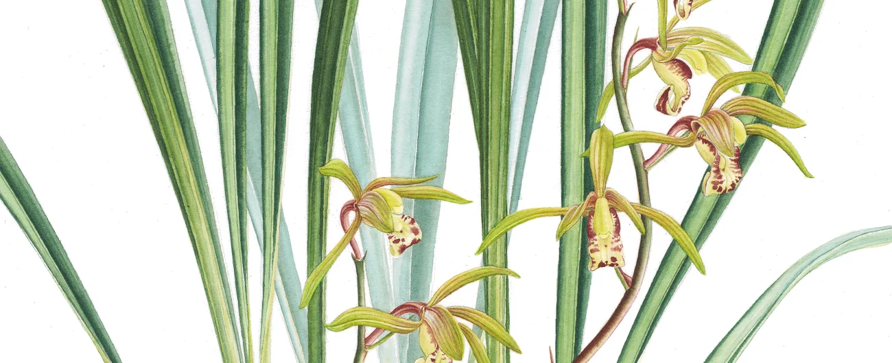 Cymbidium cyperfoliumSuluboya, 2026
66 x 46 cm (26″ x 18″)
© Işık Güner