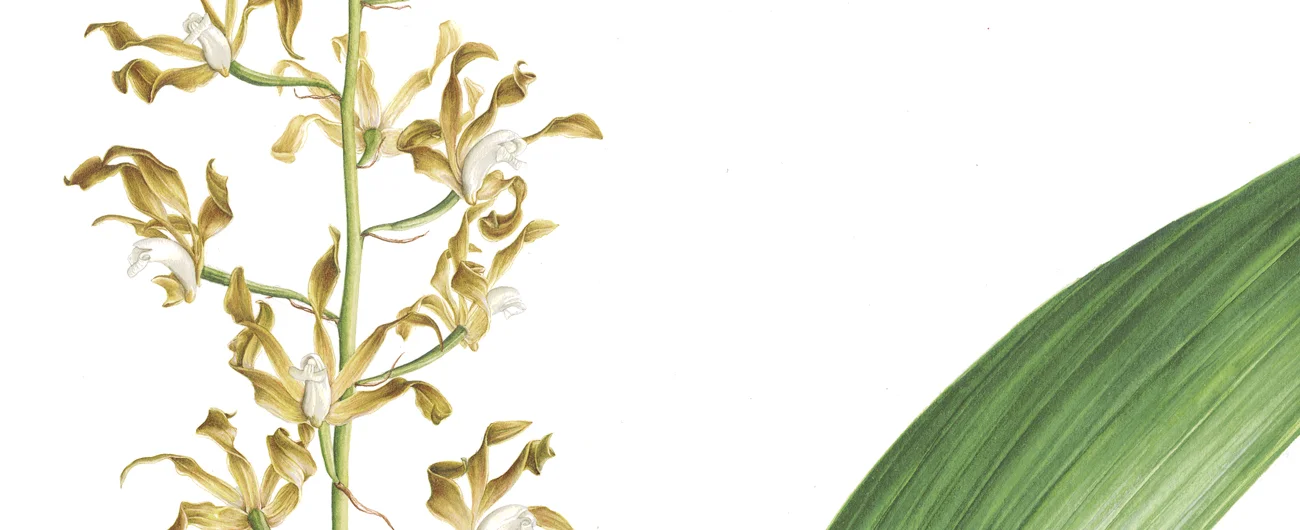 Tainia viridifuscaSuluboya, 2026
84 x 60 cm (33″ x 24″)
© Işık Güner