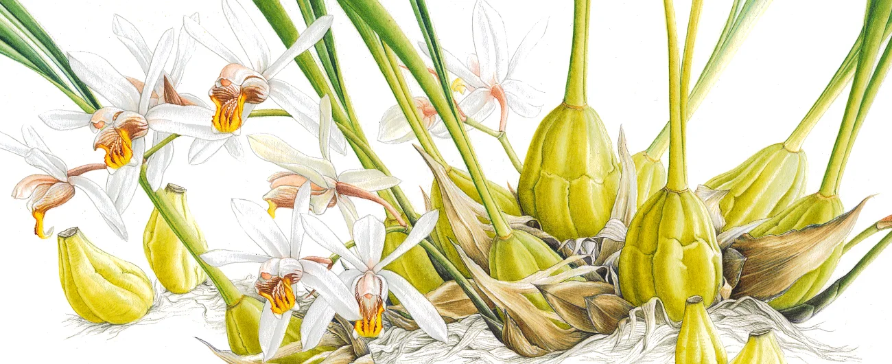 Coelogyne viscosaSuluboya, 2026
46 x 66 cm (18″ x 26″)
© Işık Güner