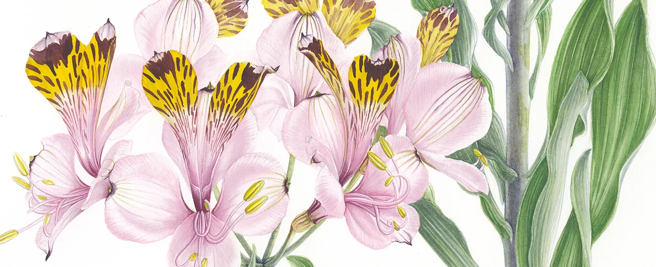 Alstroemeria pulchra var. pulchraSuluboya, 2026
42 x 30 cm (17″ x 12″)
©Kraliyet Edinburgh Botanik Bahçesi