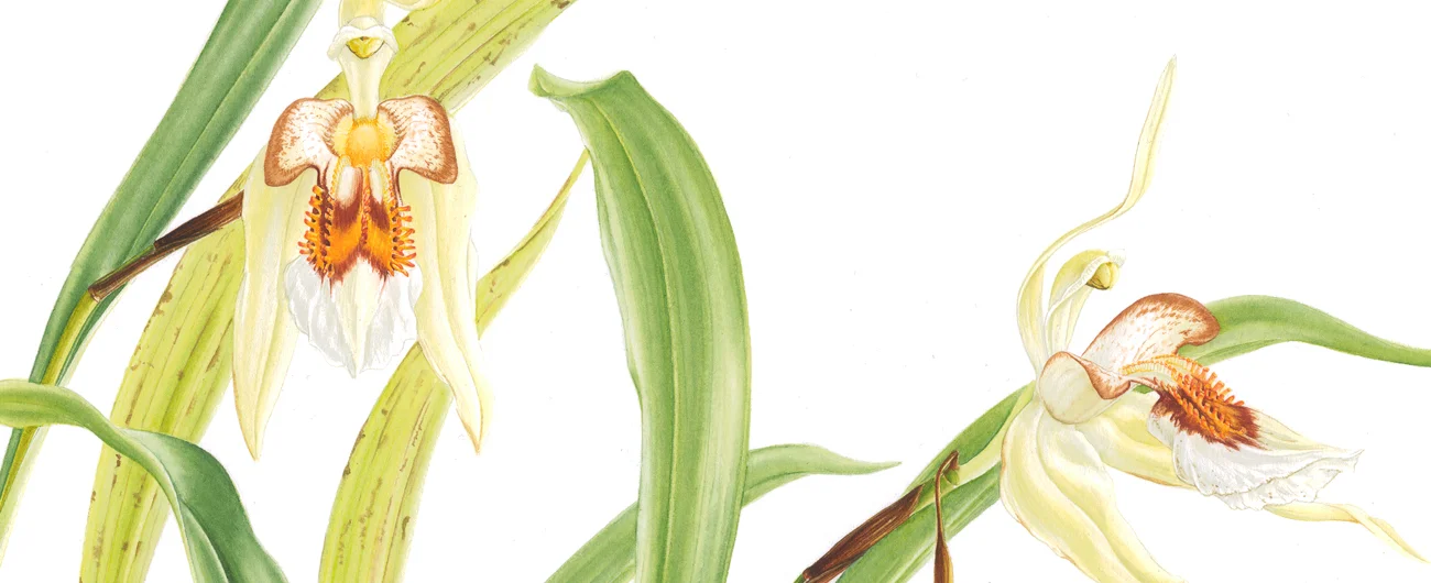 Coelogyne lawerenceanaSuluboya, 2026
46 x 66 cm (18″ x 26″)
© Işık Güner