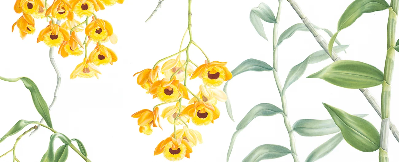 Dendrobium fimbriatumSuluboya, 2026
84 x 60 cm (33″ x 24″)
© Işık Güner