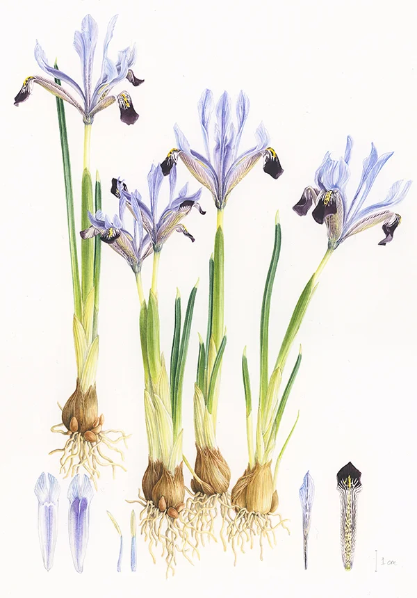 Iris reticulataSuluboya, 2026Resim boyutu – 22 x 32 cm© Işık Güner