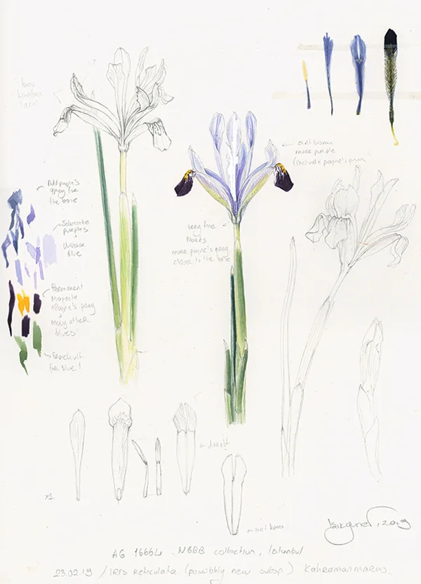 Iris reticulata eskiziSuluboya ve Karakalem, 2026Resim boyutu – 22 x 32 cm© Işık Güner