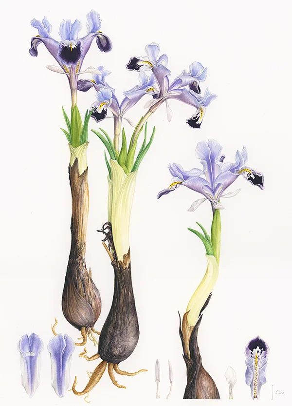 Iris stenophylla subsp margaretiaeSuluboya, 2026Resim boyutu – 22 x 32 cm© Işık Güner