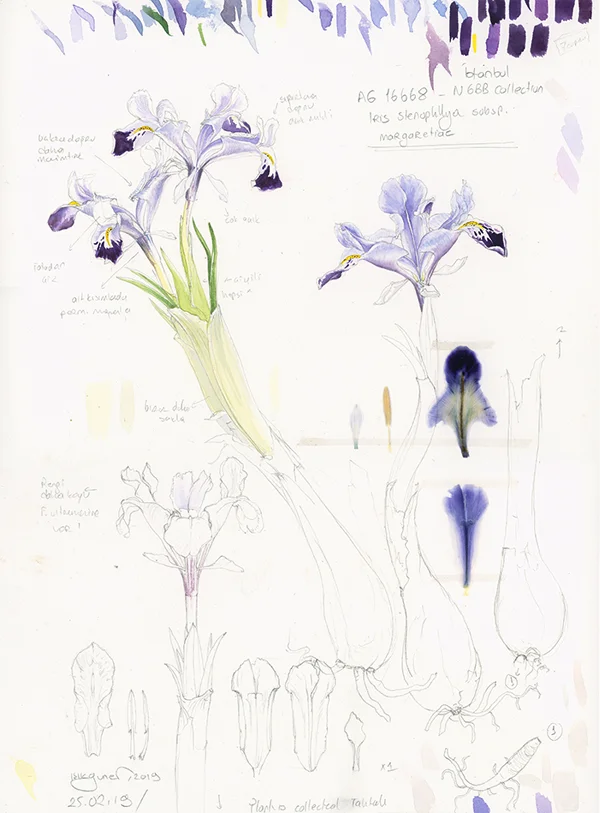 Iris stenophylla subsp margaretiae eskiziSuluboya ve Karakalem, 2026Resim boyutu – 22 x 32 cm© Işık Güner