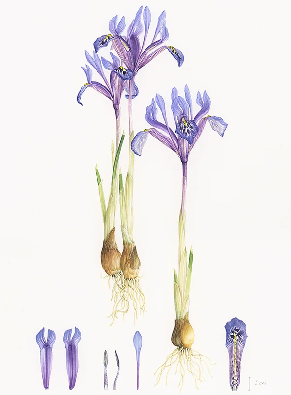 Iris histrioSuluboya, 2026Resim boyutu – 22 x 32 cm© Işık Güner