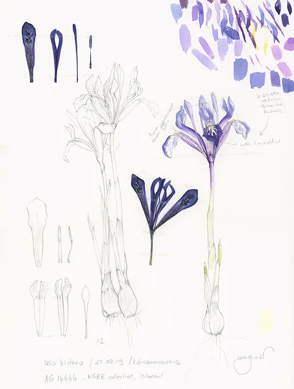 Iris histrio eskiziSuluboya ve Karakalem, 2026Resim boyutu – 22 x 32 cm© Işık Güner