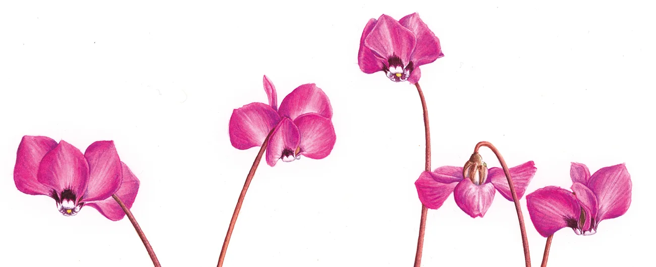 Cyclamen coum çiçekleriSuluboya, 2026
Resim boyutu – 22 x 30 cm

© Işık Güner