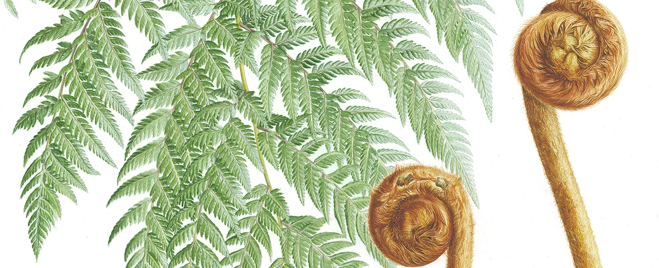 Lophosoria quadripinnataSuluboya, 2026
42 x 30 cm (17″ x 12″)
©Kraliyet Edinburgh Botanik Bahçesi