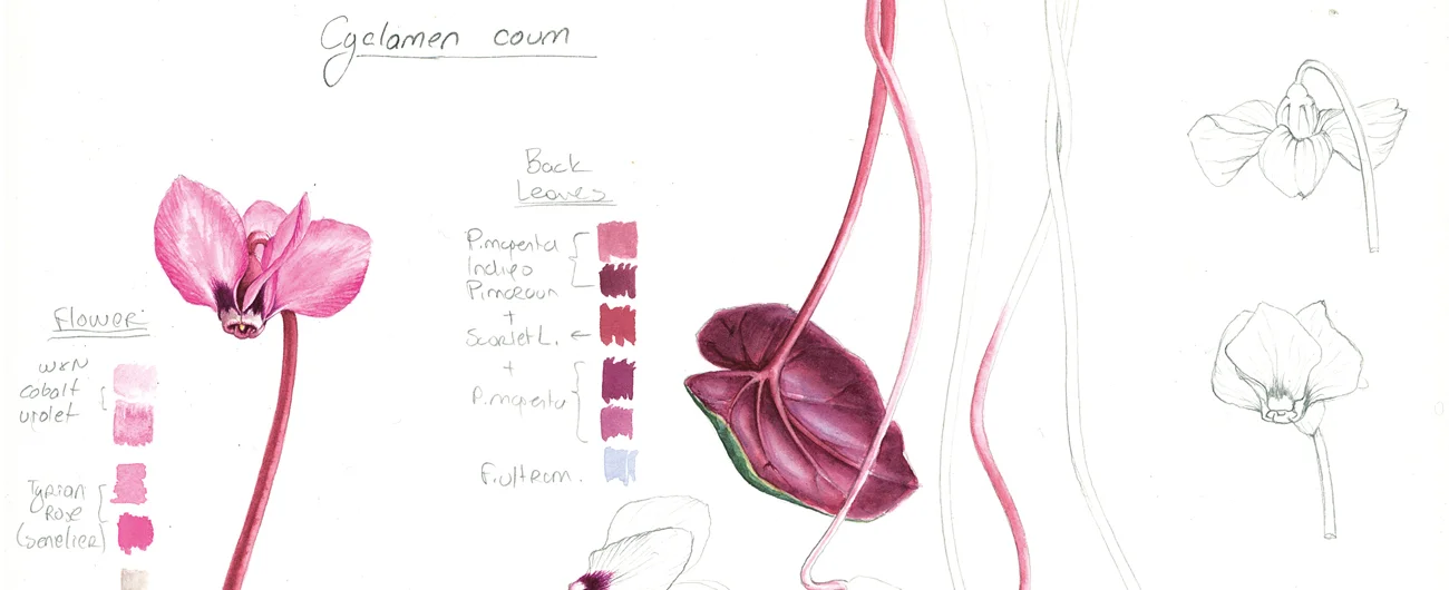Cyclamen coum eskiziSuluboya ve Karakalem, 2026
Resim boyutu – 22 x 30 cm

© Işık Güner
