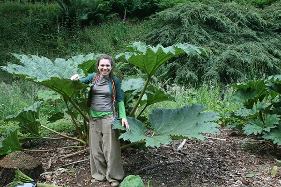Bir meydan okuma – Gunnera tinctoria