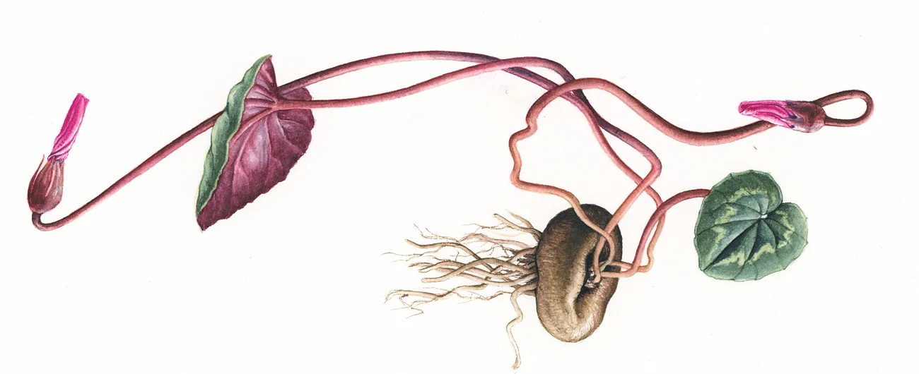 Cyclamen coum soğanıSuluboya, 2026
14 x 20 cm (5.5″ x 8″)

© Işık Güner