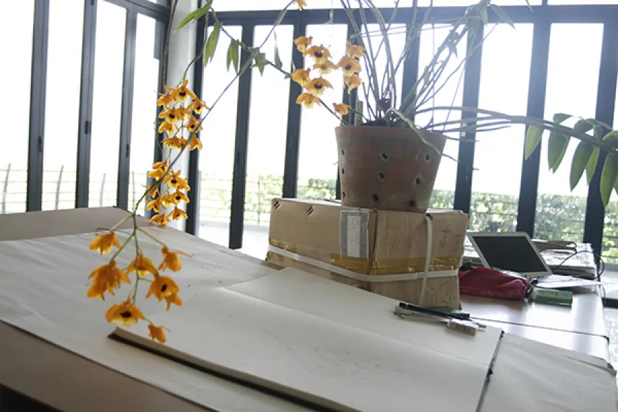 Dendrobium fimbriatum