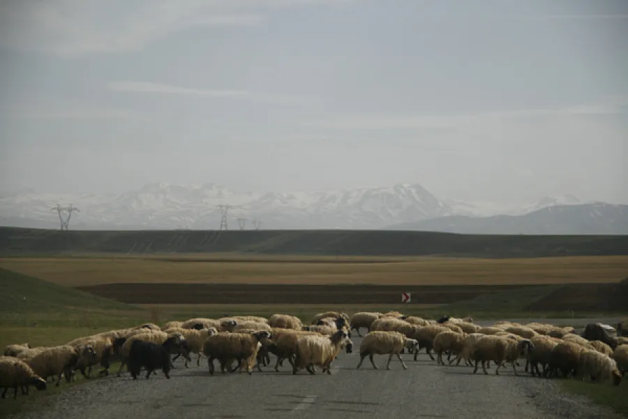 NAVRUZLAR ÇİÇEKTE