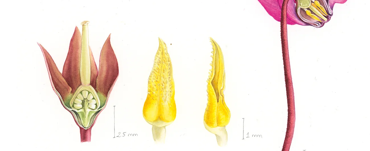 Cyclamen coum kesitiSuluboya, 2026
Resim boyutu – 20 x 20 cm

© Işık Güner