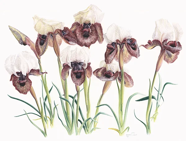 Iris iberica subsp. elegantissimaSuluboya, 202650 x 70 cm (20″ x 28″)© Işık Güner