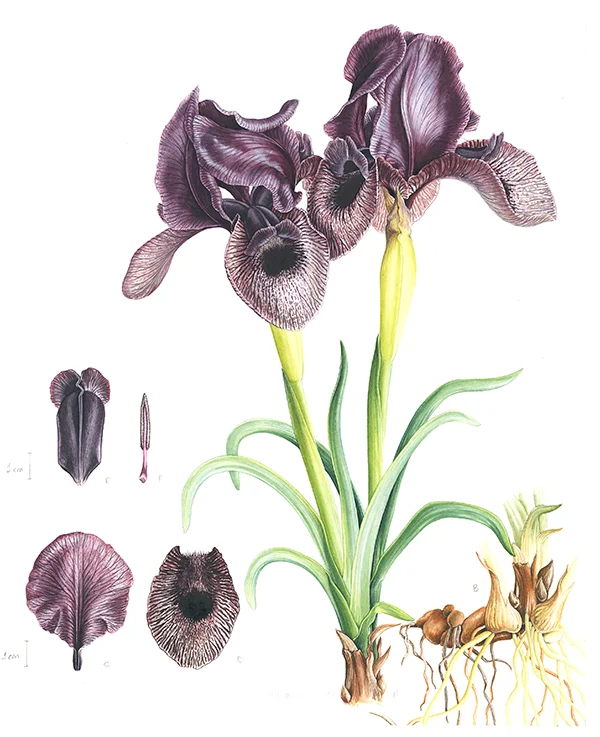 Iris lycotisSuluboya, 202622 x 32 cm© Işık Güner