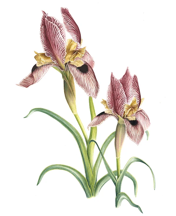 Iris sprengeriiSuluboya, 202620 x 25 cm (8″ x 10″)© Işık Güner