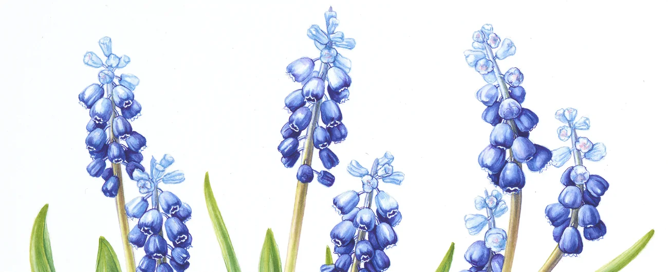 Muscari latifoliaSuluboya, 2026
6 x 10 cm (2.4″ x 4″)

© Işık Güner