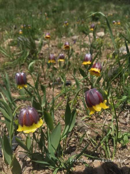 İPEK YOLU, TÜRKİYE