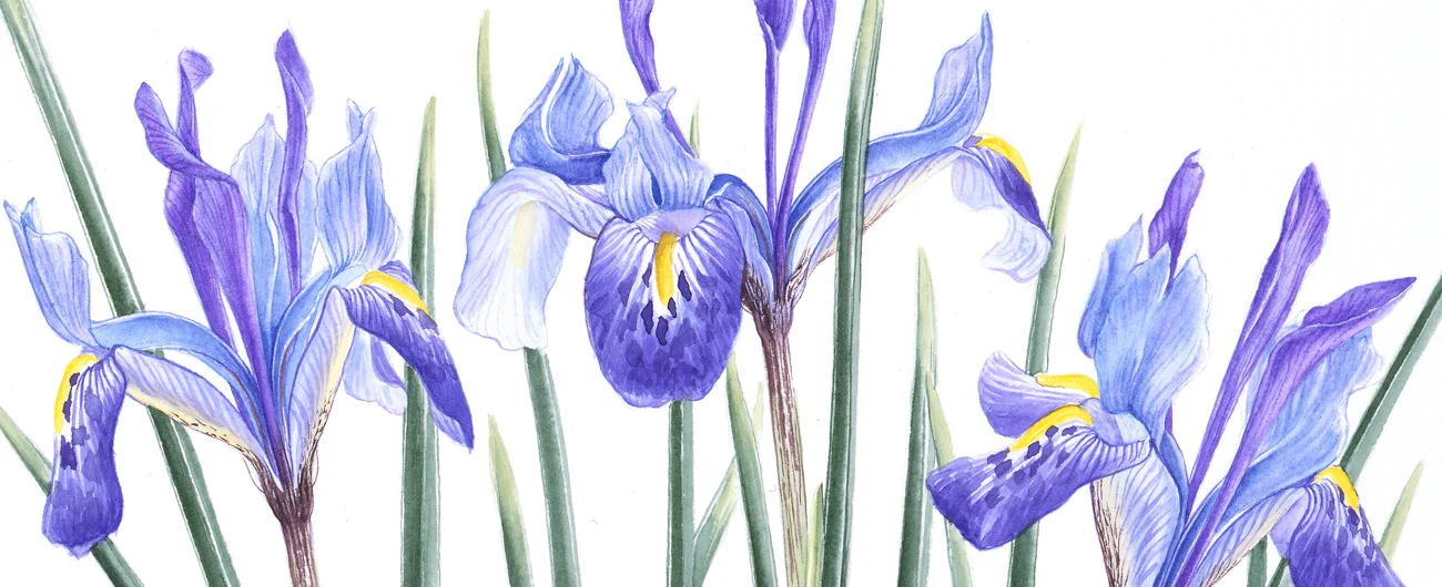 Iris histrioidesSuluboya, 2026
6 x 10 cm (2.4″ x 4″)

© Işık Güner