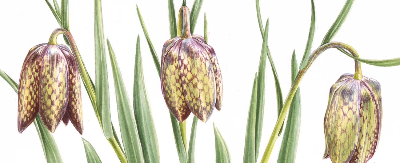 Fritillaria whittalliiSuluboya, 2026
6 x 10 cm (2.4″ x 4″)

© Işık Güner