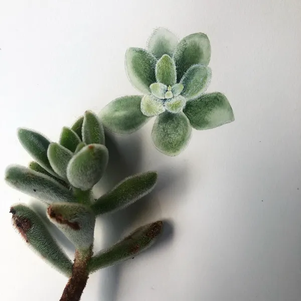 MEKSİKA'NIN ÖZETİ