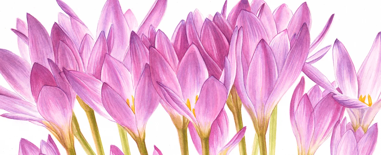 Colchicum speciosumSuluboya, 2026
6 x 10 cm (2.4″ x 4″)

© Işık Güner